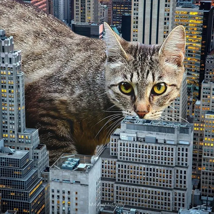 91 Surreal Photo Edits With Giant Cats By Matt McCarthy (New Pics)