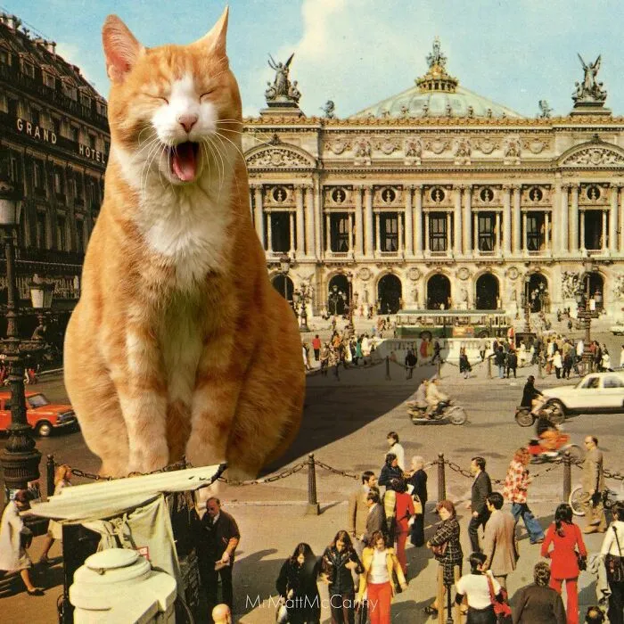 91 Surreal Photo Edits With Giant Cats By Matt McCarthy (New Pics)