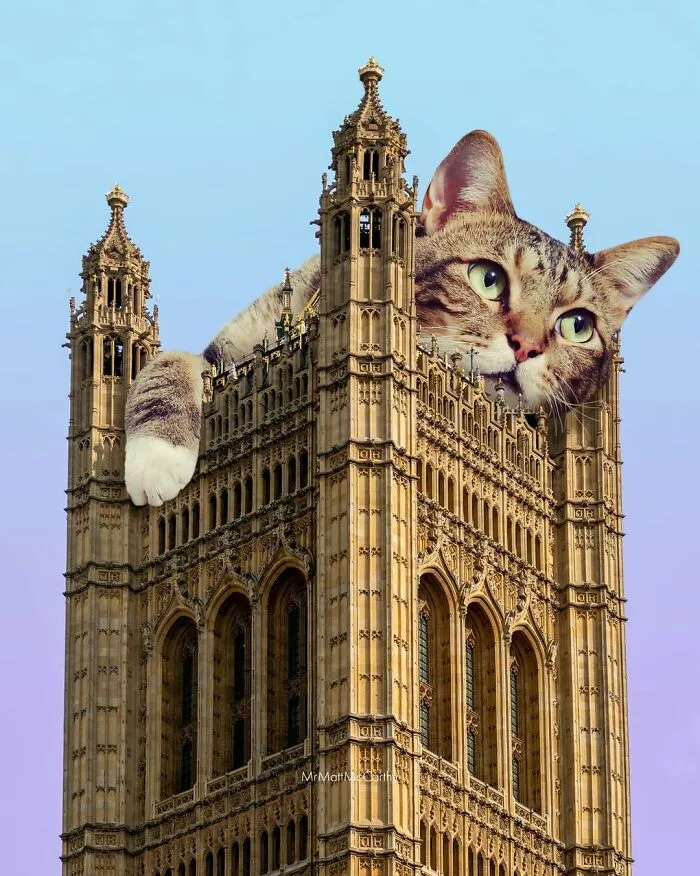 91 Surreal Photo Edits With Giant Cats By Matt McCarthy (New Pics)
