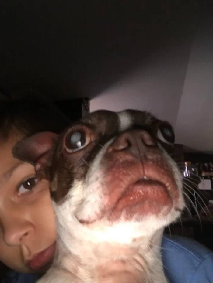 My Dog Is A Derp