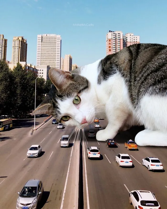 91 Surreal Photo Edits With Giant Cats By Matt McCarthy (New Pics)
