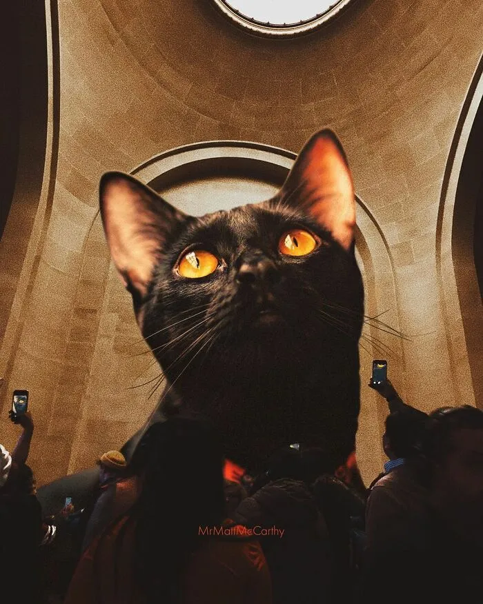 91 Surreal Photo Edits With Giant Cats By Matt McCarthy (New Pics)