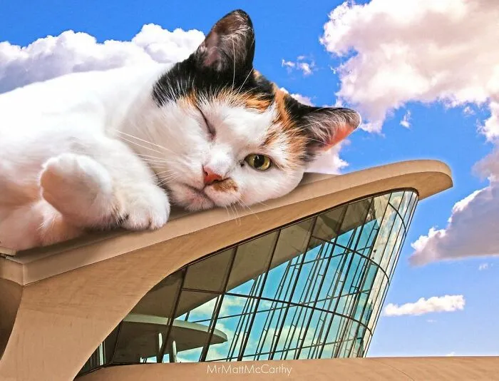 91 Surreal Photo Edits With Giant Cats By Matt McCarthy (New Pics)