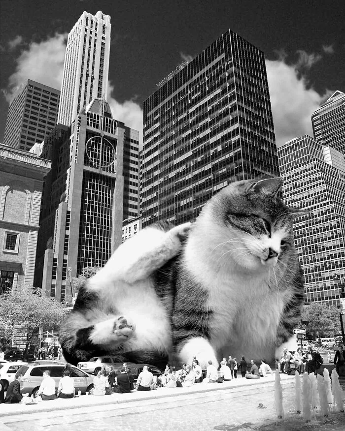 91 Surreal Photo Edits With Giant Cats By Matt McCarthy (New Pics)