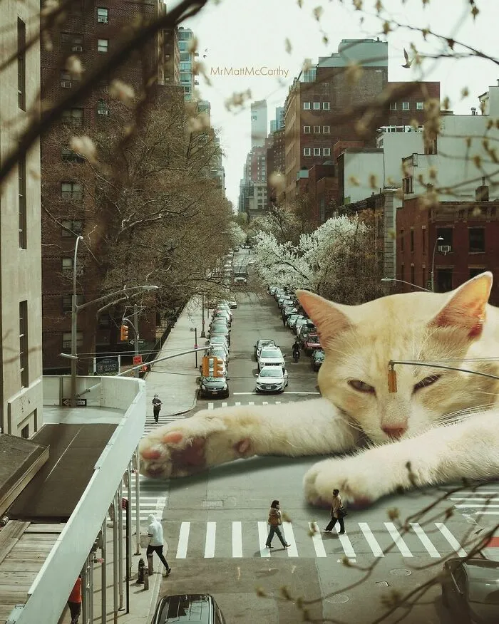 91 Surreal Photo Edits With Giant Cats By Matt McCarthy (New Pics)