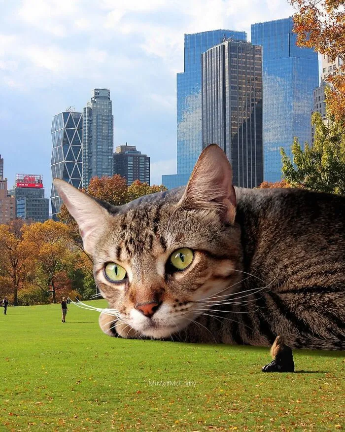 91 Surreal Photo Edits With Giant Cats By Matt McCarthy (New Pics)