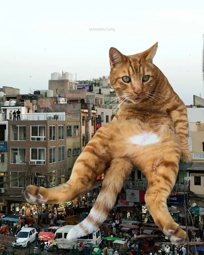 91 Surreal Photo Edits With Giant Cats By Matt McCarthy (New Pics)