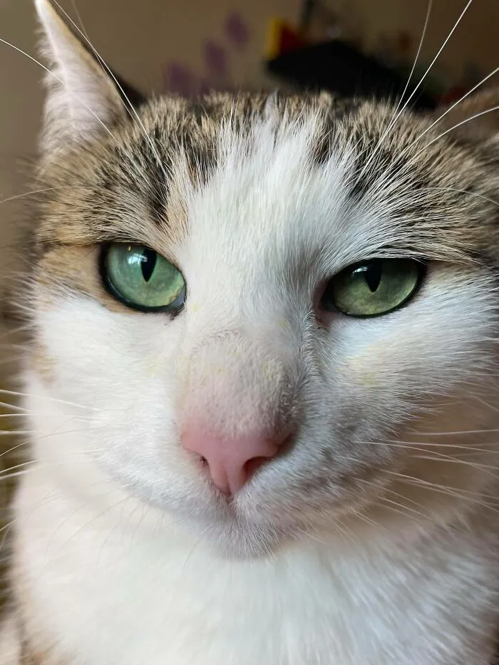 My Cat Sniffled Some Flowers, So There's Some Pollen Left On Her Nose