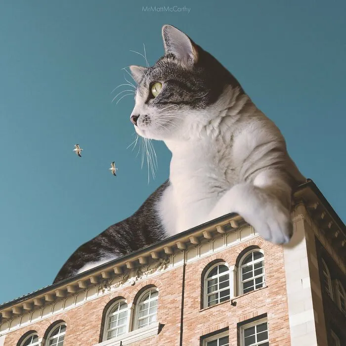 91 Surreal Photo Edits With Giant Cats By Matt McCarthy (New Pics)