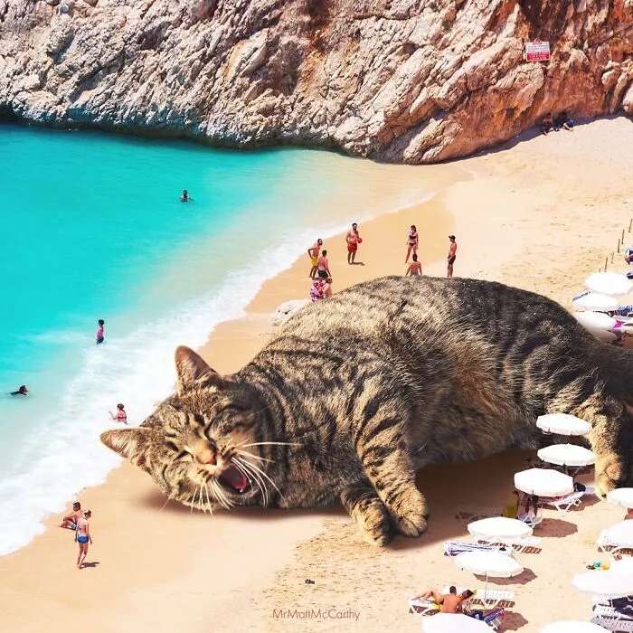 91 Surreal Photo Edits With Giant Cats By Matt McCarthy (New Pics)