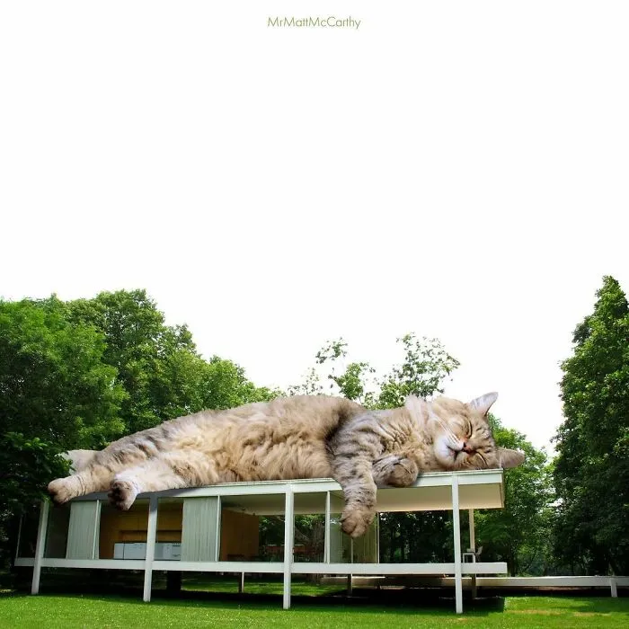 91 Surreal Photo Edits With Giant Cats By Matt McCarthy (New Pics)