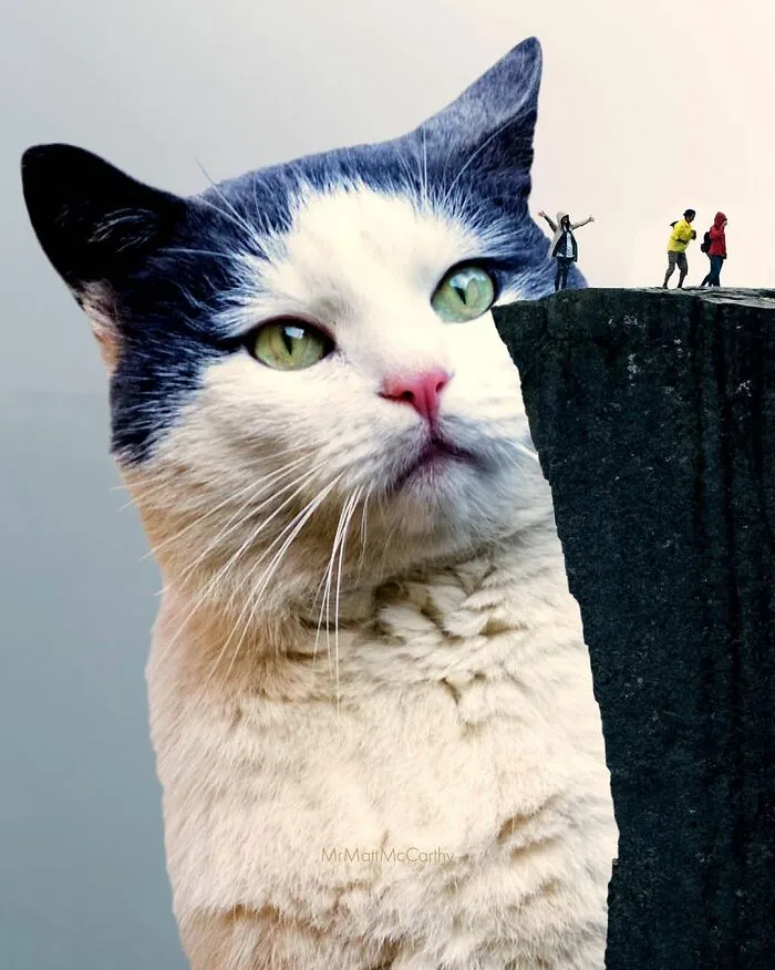 91 Surreal Photo Edits With Giant Cats By Matt McCarthy (New Pics)
