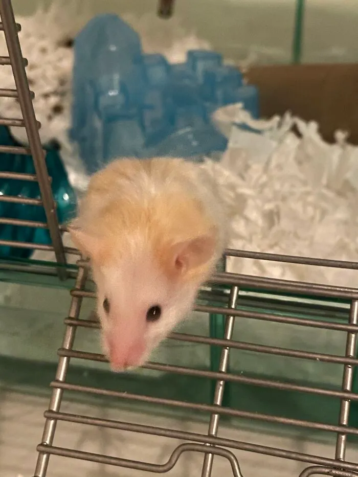 Do I Smell Cheese?