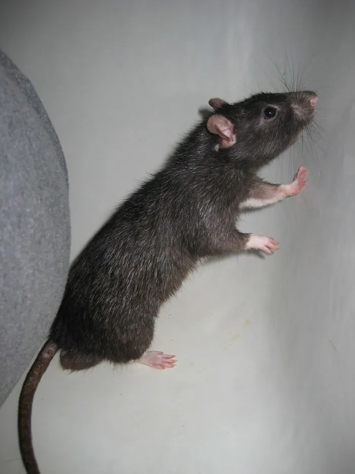 Close-up of a black rat climbing in a confined space, highlighting not-so-fun facts about this online group’s common subject.