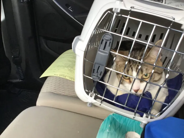 “I Hate The Vet.”