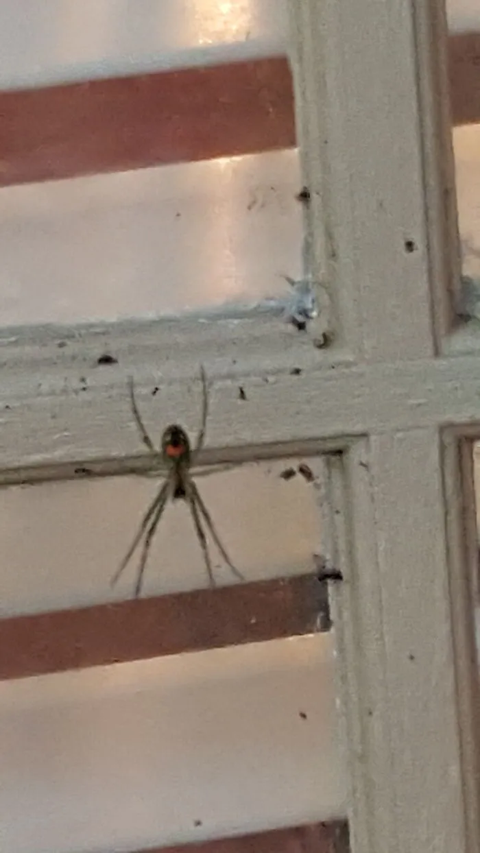 This Lil Guy