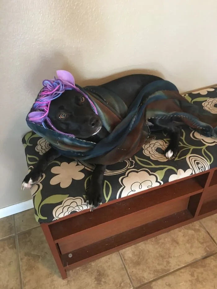 Dress Up Dog