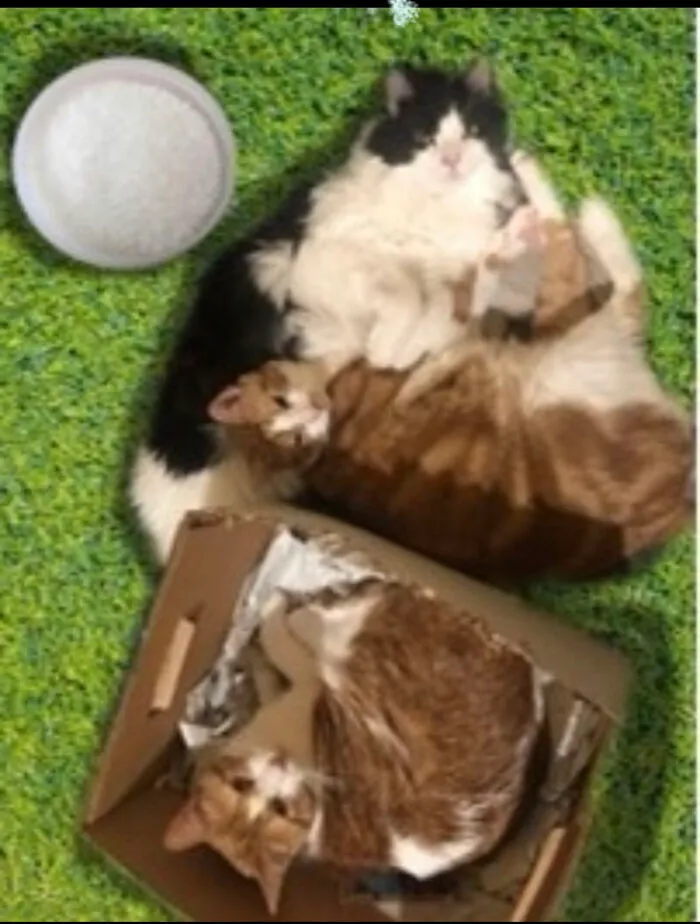 Cats