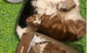 Hey Pandas, Photoshop These Cats (Closed)