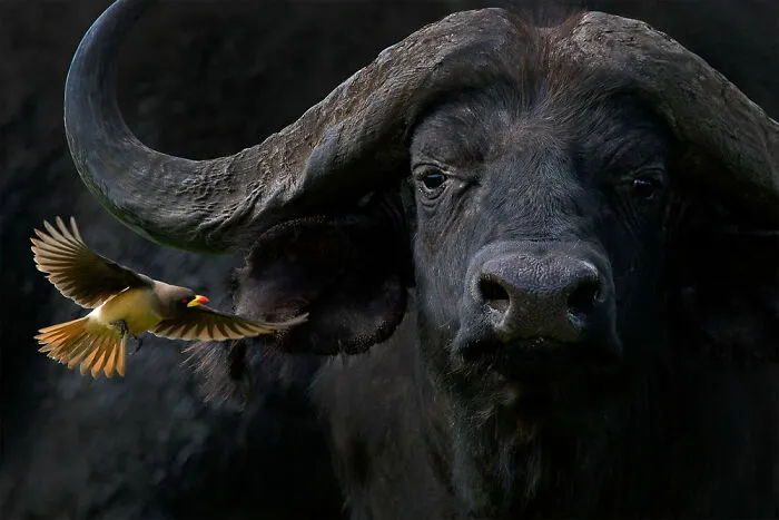 Birds In The Environment: ‘Yellow-Billed Oxpecker With Cape Buffalo’ By Barbara Fleming (Bronze)