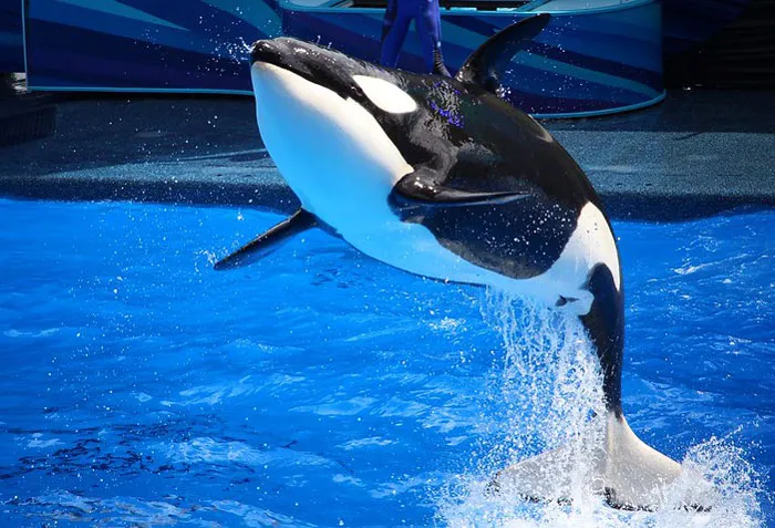 Orca whale leaping out of water in a marine park, capturing attention of people in an online group.