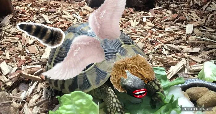 Turtle …used To Be