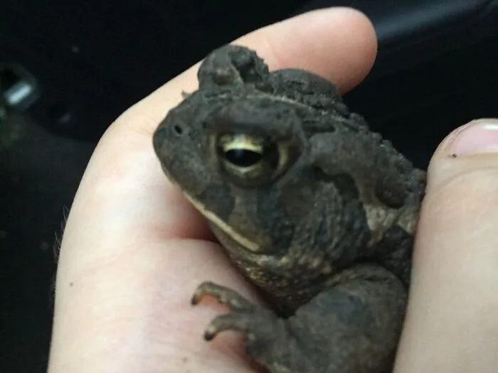 Frog