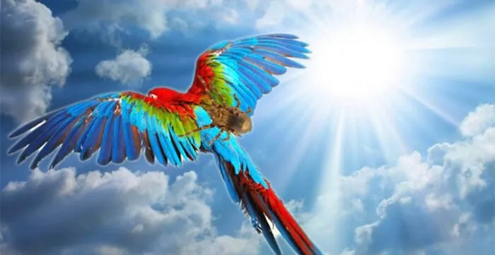 On A Bird In The Sky!