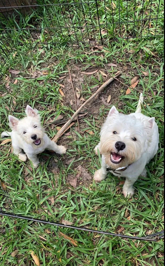 Brother And Sister Woody And Isla