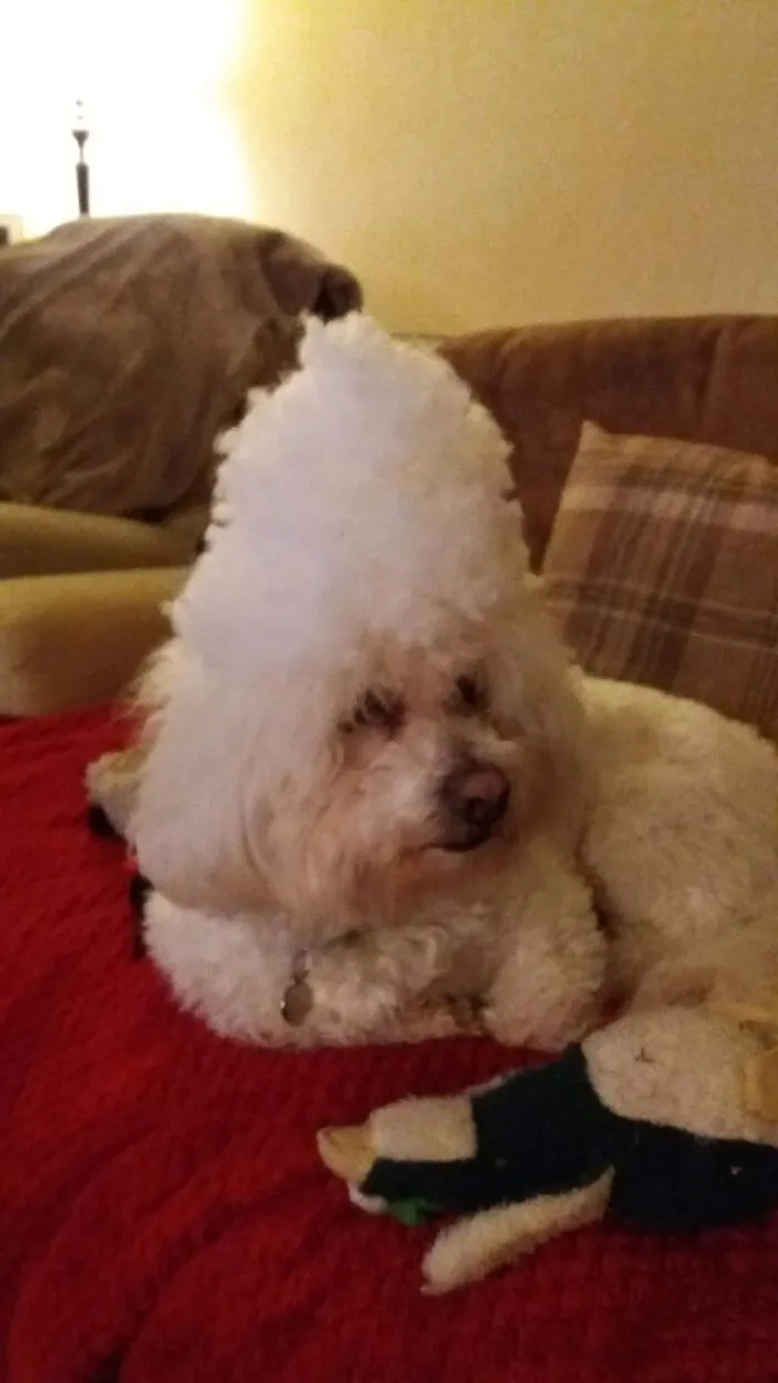 I Was Making Felt Keyrings And Couldnt Resist Balancing Some Stuffing On His Head, He Kept It On And Looked Confused 🤣