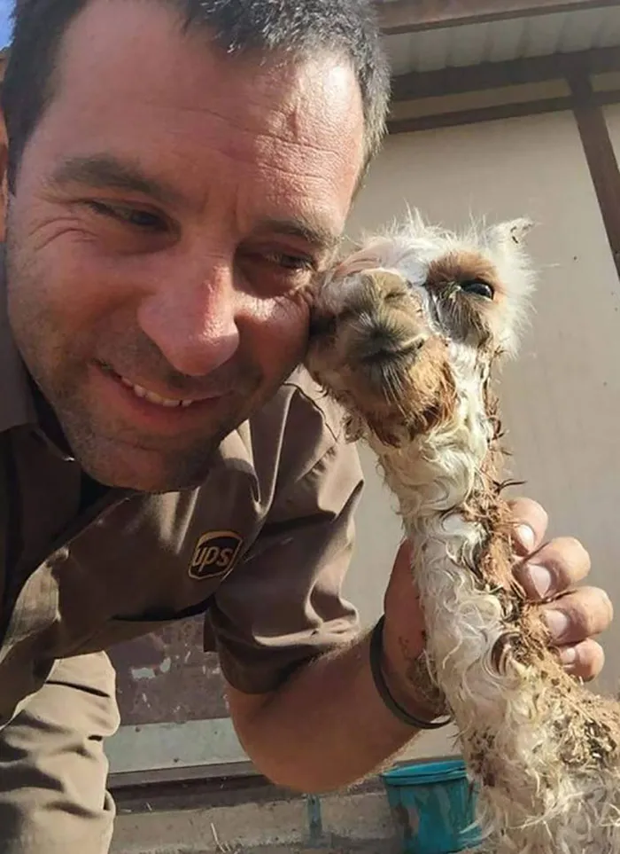 UPS Driver With Newborn Alpaca