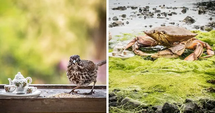 I Have Fun And Magical Tea Parties With All Kinds Of Animals (14 New Pics)