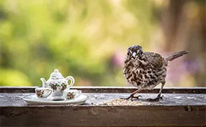 I Have Fun And Magical Tea Parties With All Kinds Of Animals (14 New Pics)