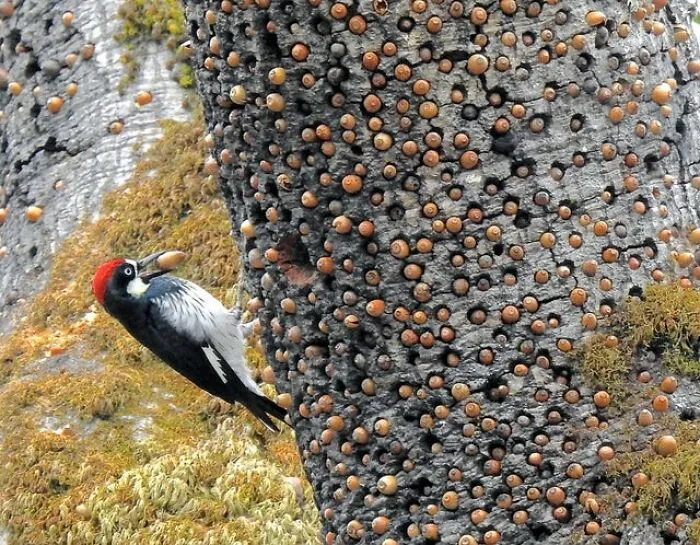 El alijo de bellotas de este pájaro carpintero en un árbol granero