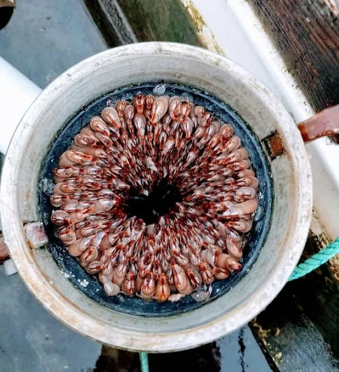 Esta tubería llena de percebes
