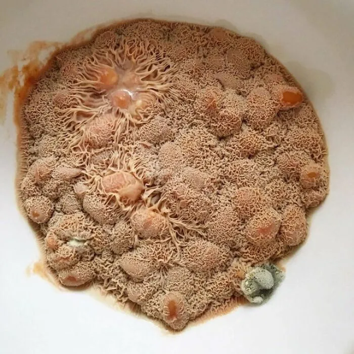 Frijoles dejados en el microondas por un tiempo