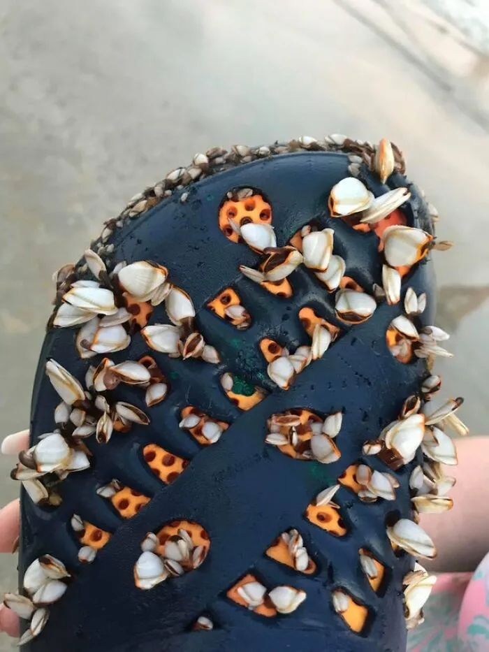 Barnacle Croc Found On The Beach
