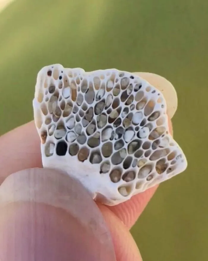 Pedazo de concha marina que encontré en la playa