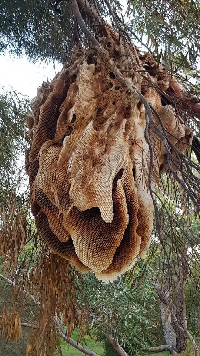 Colmena salvaje