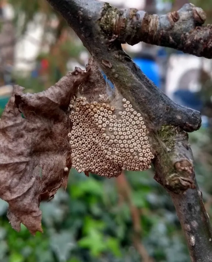 Unos huevecillos que encontré en el jardín