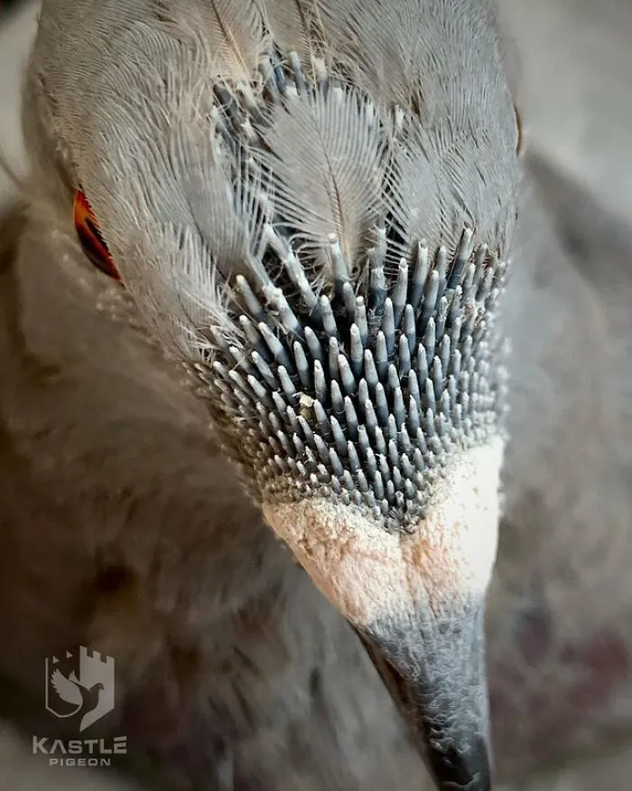 Primer plano extremo de plumas de alfiler en una paloma