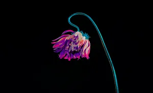 I Saw Beauty In Fading Flowers (8 Pics)