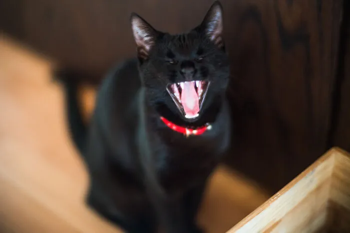 Rrrrrrrr