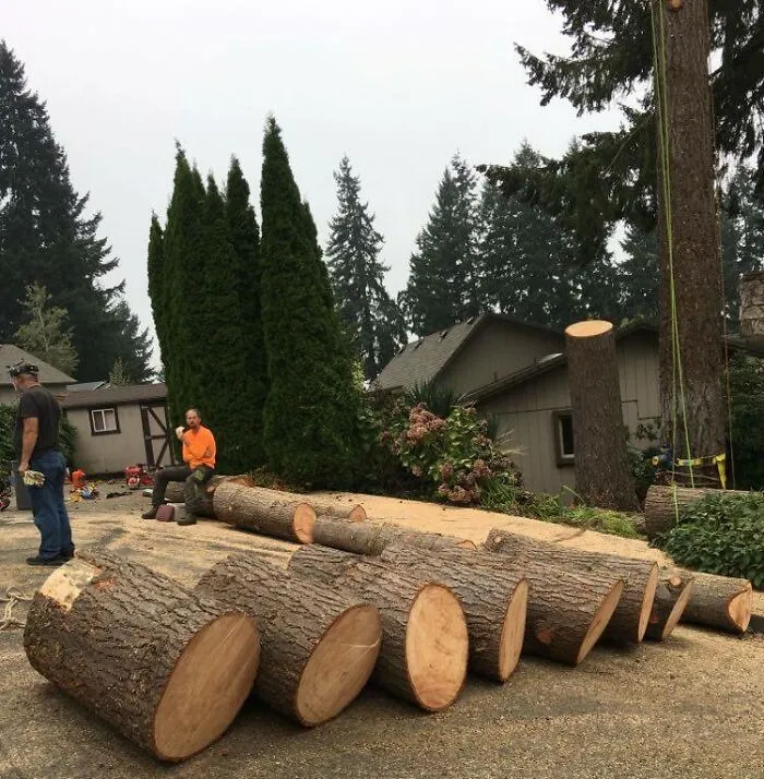 Tree Work