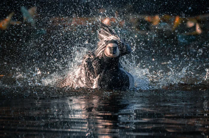 I’ve Spent 5 Years Capturing Perfectly Timed Action Shots Of Animals In Nature (35 Pics)