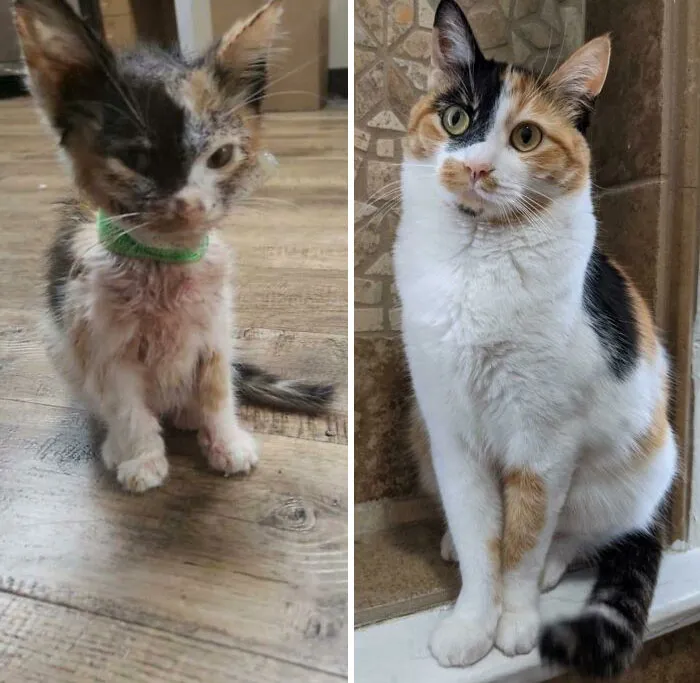 One Year Since My Wife Brought A Flea Ridden, Tiny Baby Back To Life With A Blood Transfusion