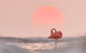 The Best 28 Wildlife Photos Revealed In The 2021 WildArt Photographer Of The Year Contest