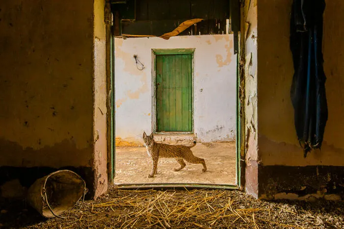 Lince en el umbral por Sergio Marijuán (España), con mención especial en Fauna Urbana