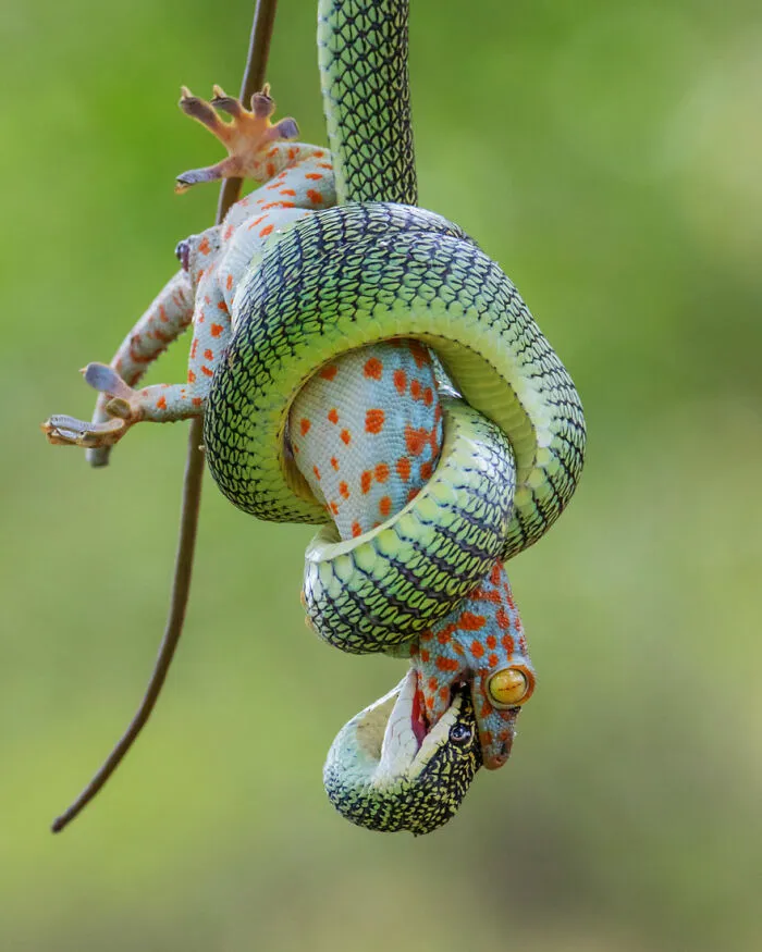 El final del abrazo de Wei Fu (Tailandia), con una mención especial en Comportamiento: Anfibios y reptiles