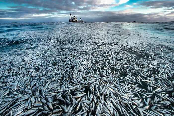Pérdida neta, de Audun Rikardsen (Noruega), mención especial en Océanos - El panorama general
